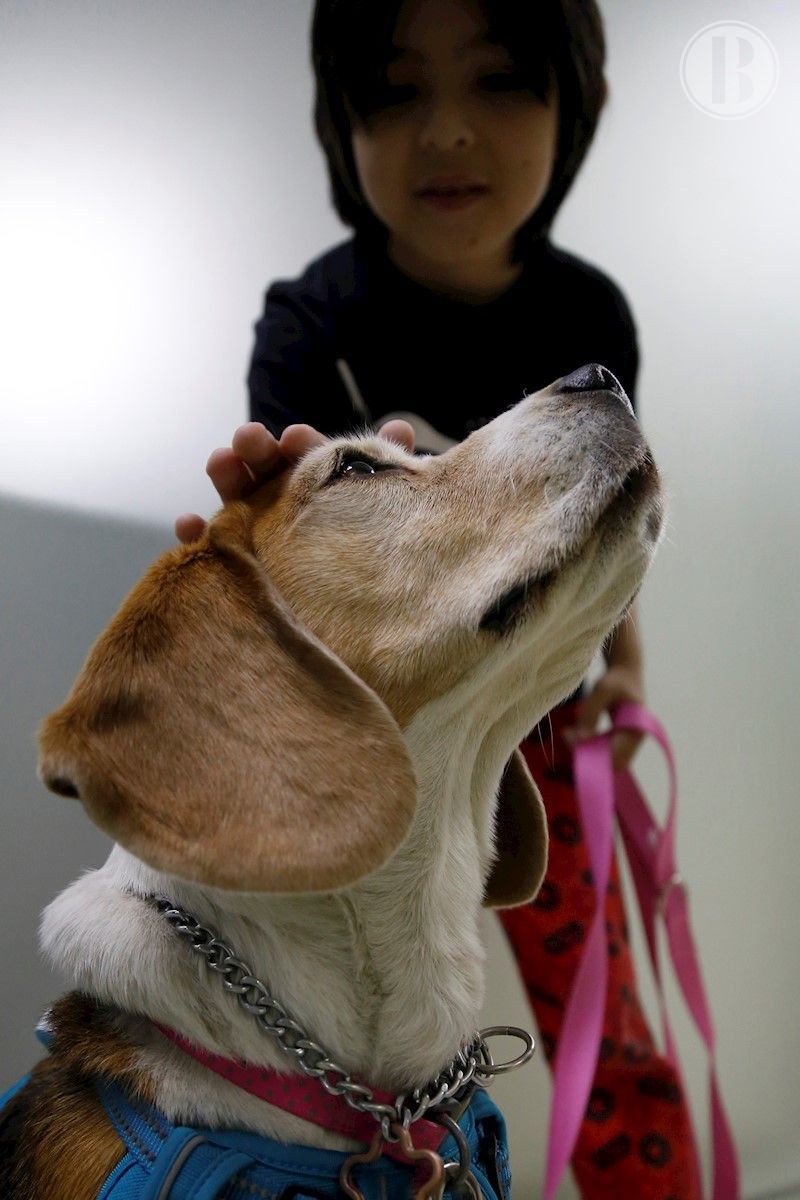 Animales de compañía ayudarían a enfrentar mejor trastornos mentales