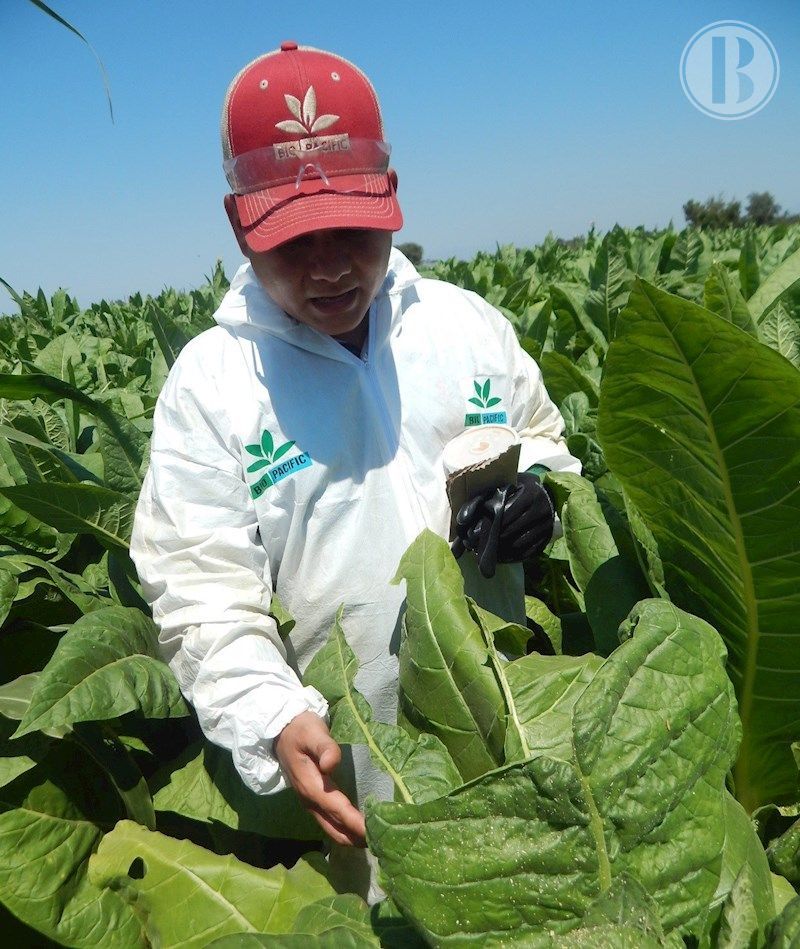 Microclimas mexicanos y crisis climática presentan reto a la bioagricultura
