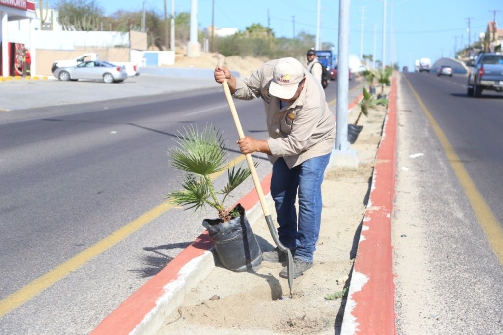 03-Con-la-reforestacion-de-camellones-el-Gobierno-de-Los-Cabos-contribuye-en-el-cuidado-del-medio-ambiente-2-scaled