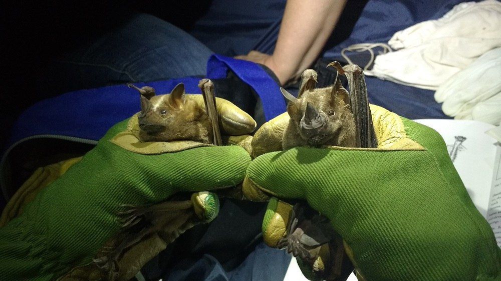 Cuevas de murciélagos, prioritarias en la agenda de conservación en México