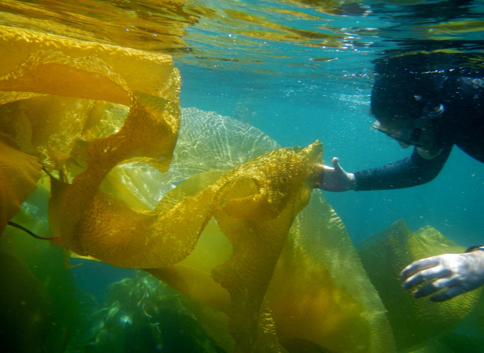 Baja en noroeste de México el sargazo gigante, macroalga esencial para el mar