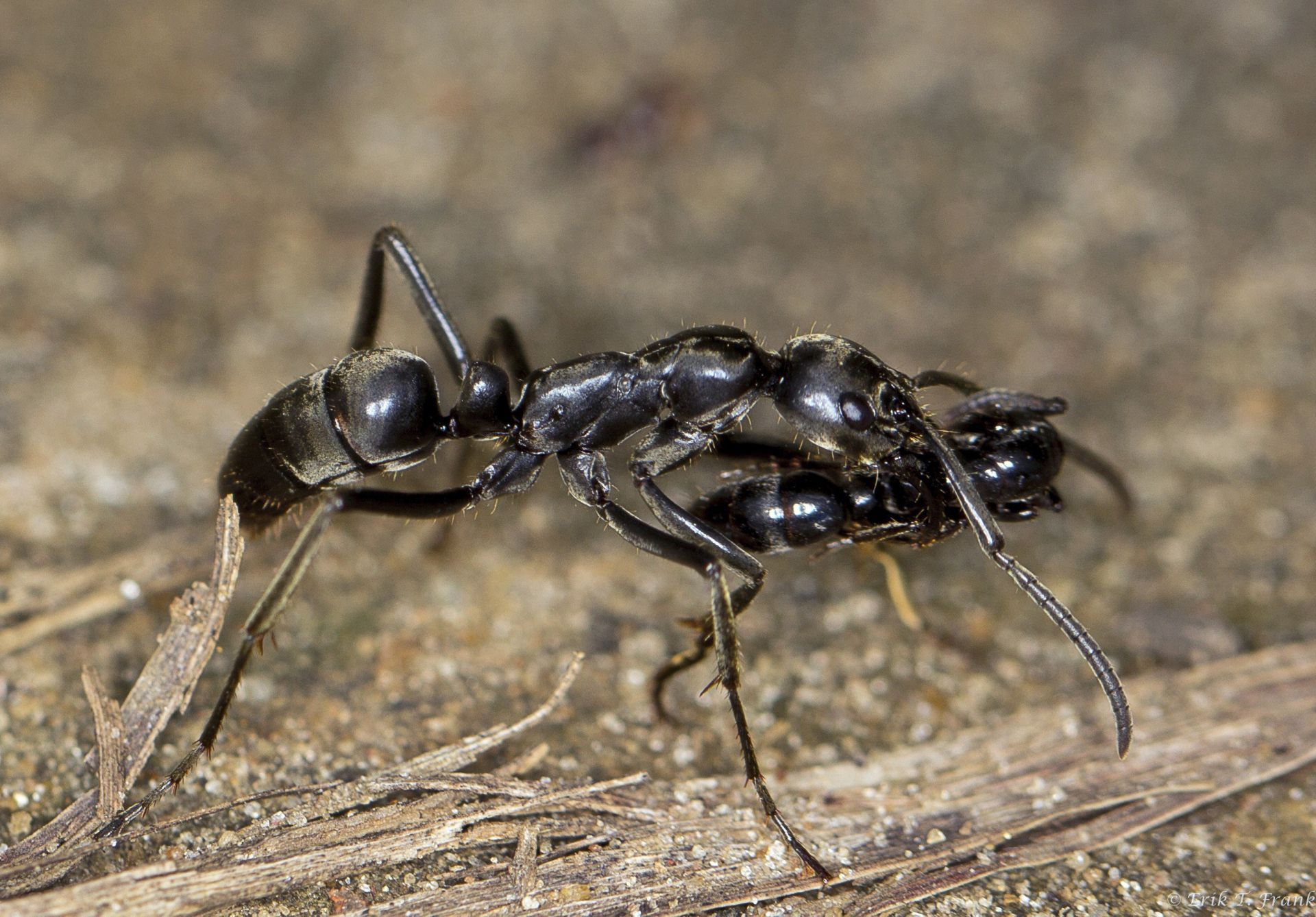 Las hormigas matabele socorren y tratan a sus semejantes heridas en batalla