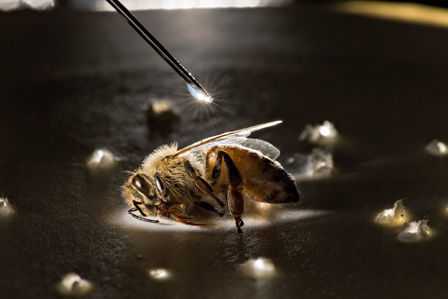 abejas-modificadas-resistentes