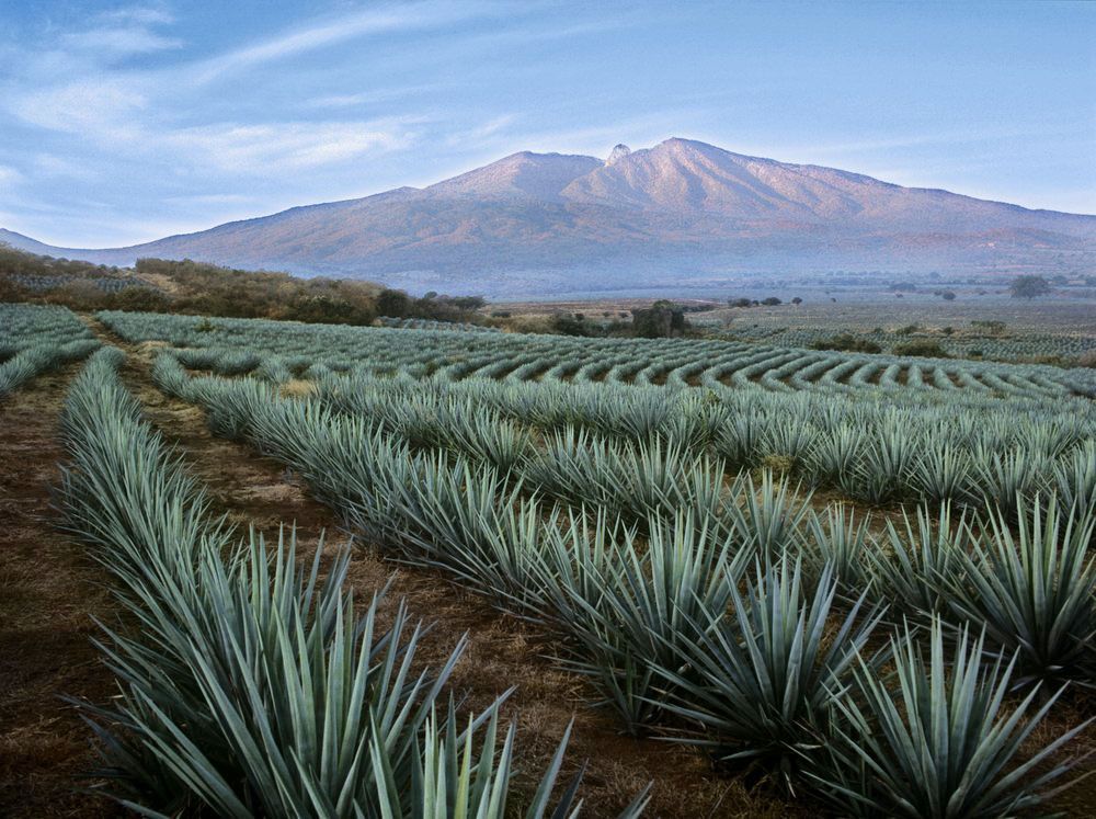 Agave-Fields