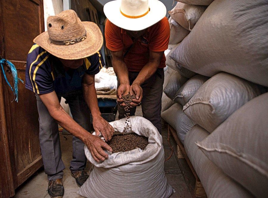 ante-crisis-del-maiz-y-cafe-productores-de-chiapas-cosechan-pimienta-gorda