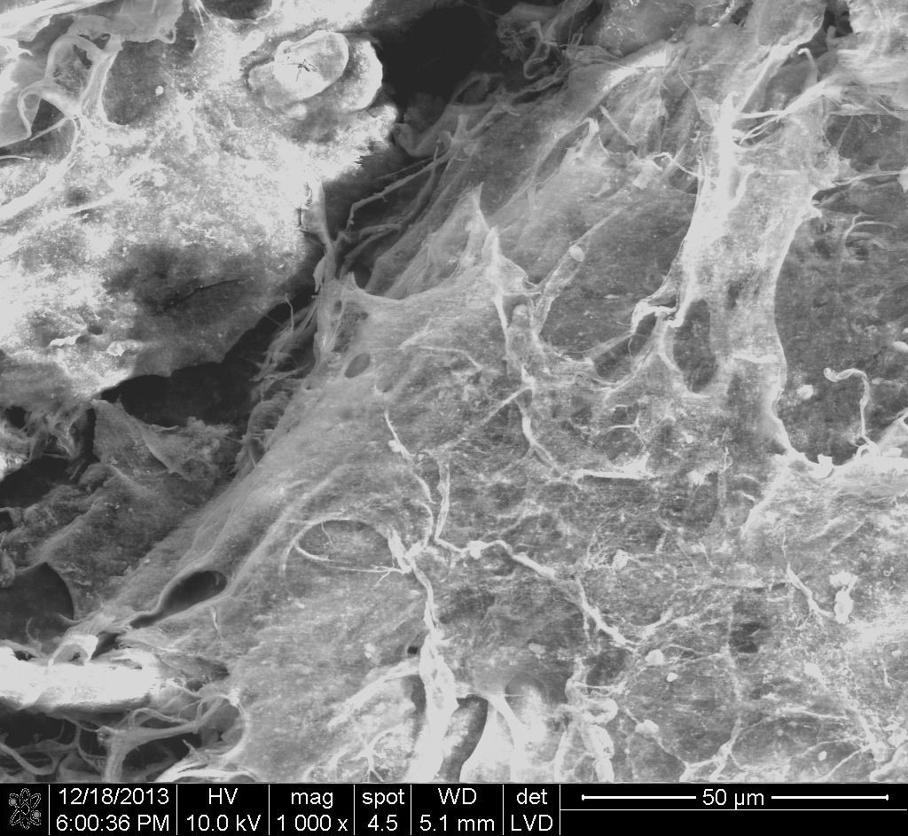 asi-se-ve-la-estructura-microsco-pica-del-biopla-stico-analizado-en-un-microscopio-electro-nico-de-barrido