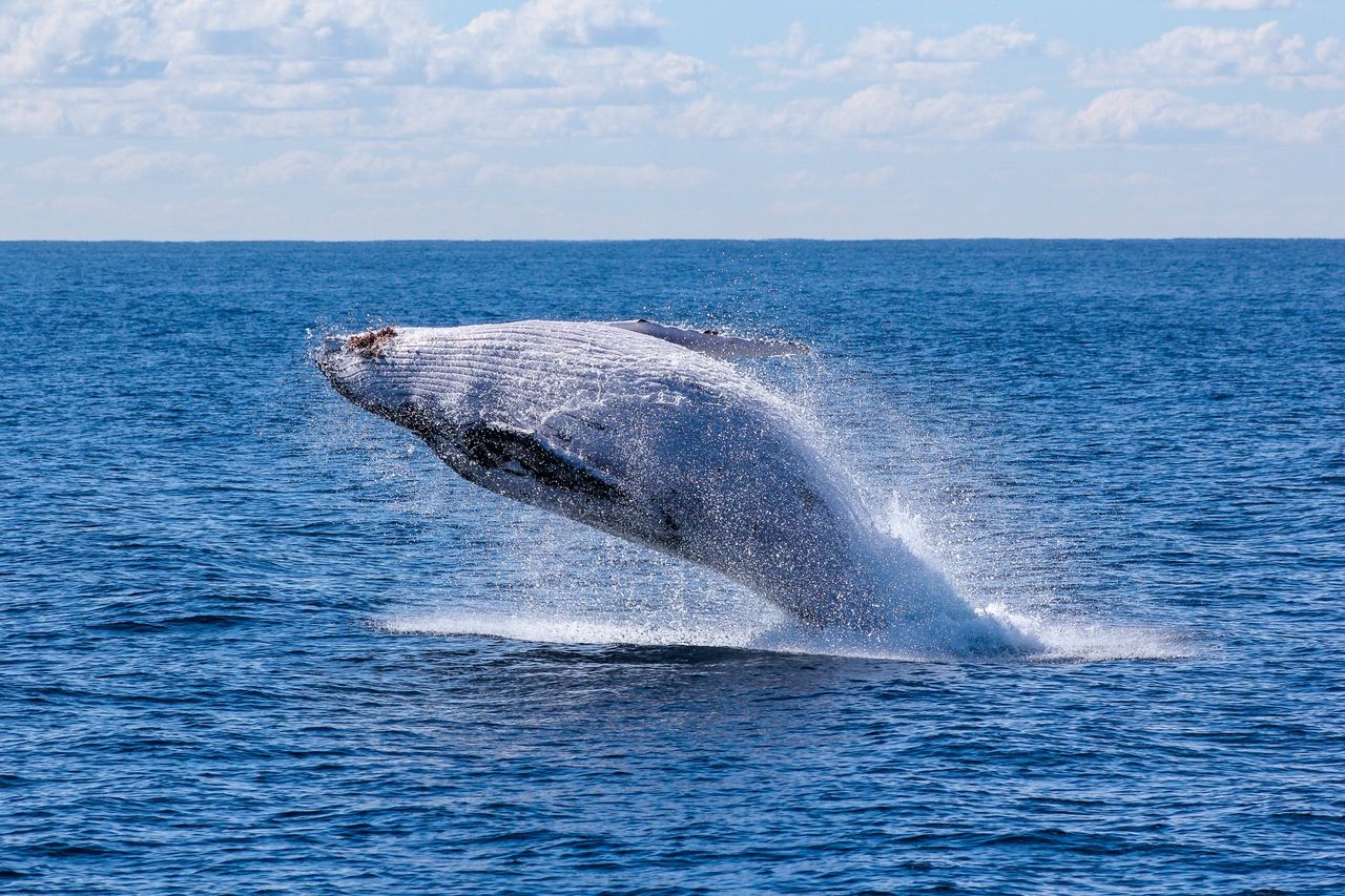 avistamiento-de-ballenas