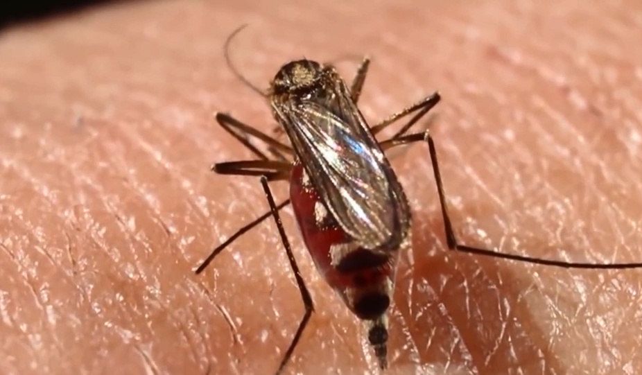 En BCS usan bacteria para reducir dengue, zika y chikunguña