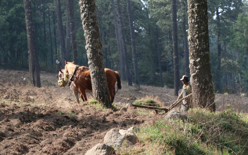 Campesinos mexicanos sufren exclusión en el manejo de sus propios bosques