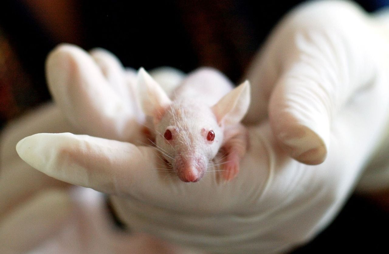 combinacion-de-farmacos-es-eficaz-en-ratones-contra-un-cancer-por-amianto