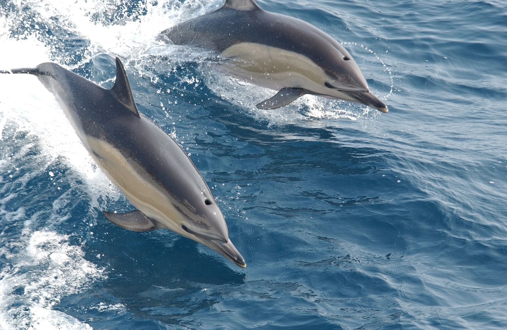 eeuu-investiga-causas-de-muertes-de-mas-de-270-delfines-en-golfo-de-mexico
