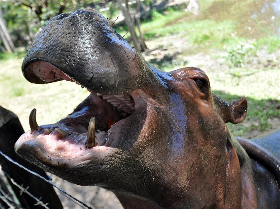 en-2050-los-4-hipopotamos-de-pablo-escobar-se-habran-hecho-miles-en-colombia