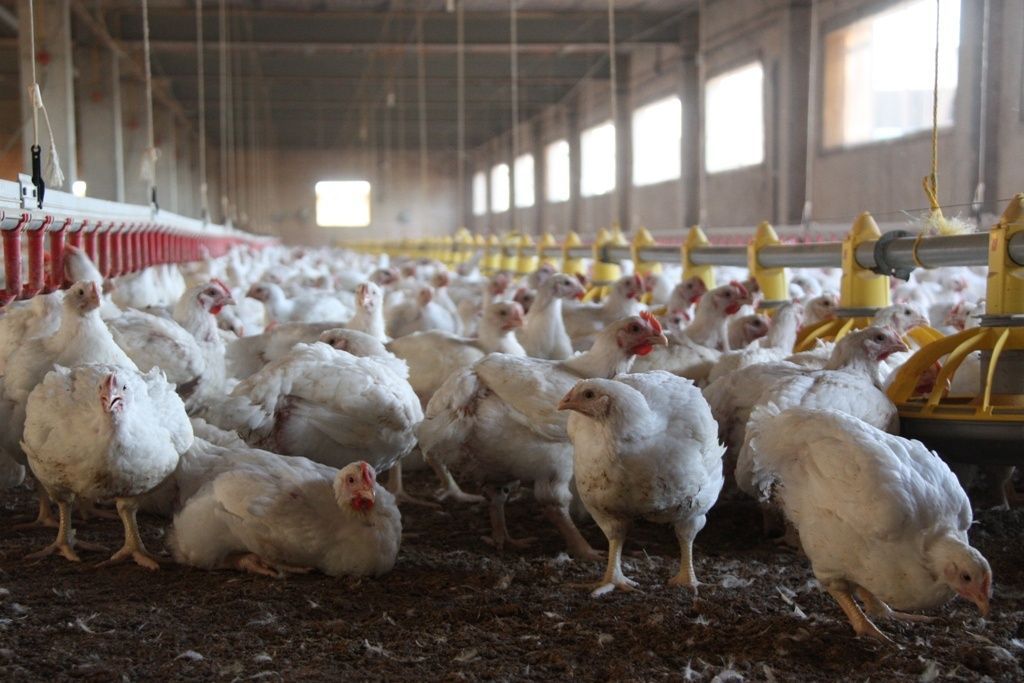 hong-kong-suspende-la-compra-de-pollos-de-guanajuato-por-gripe-aviar