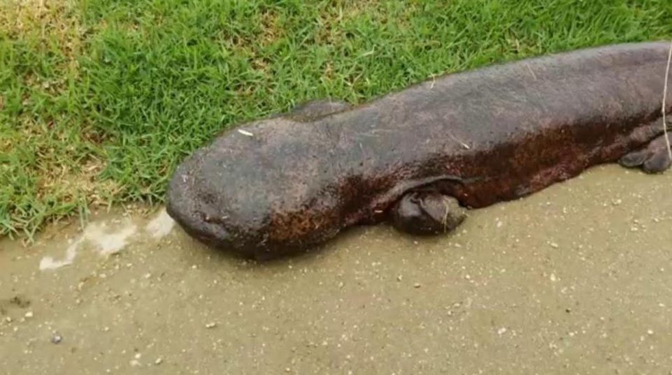 identifican-salamandra-gigante-como-el-anfibio-mas-grande-del-mundo