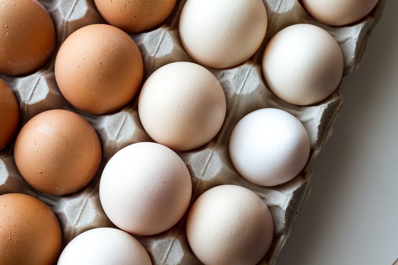 investigadores-enriquecen-calidad-de-huevo-para-mejor-nutricion-de-mexicanos