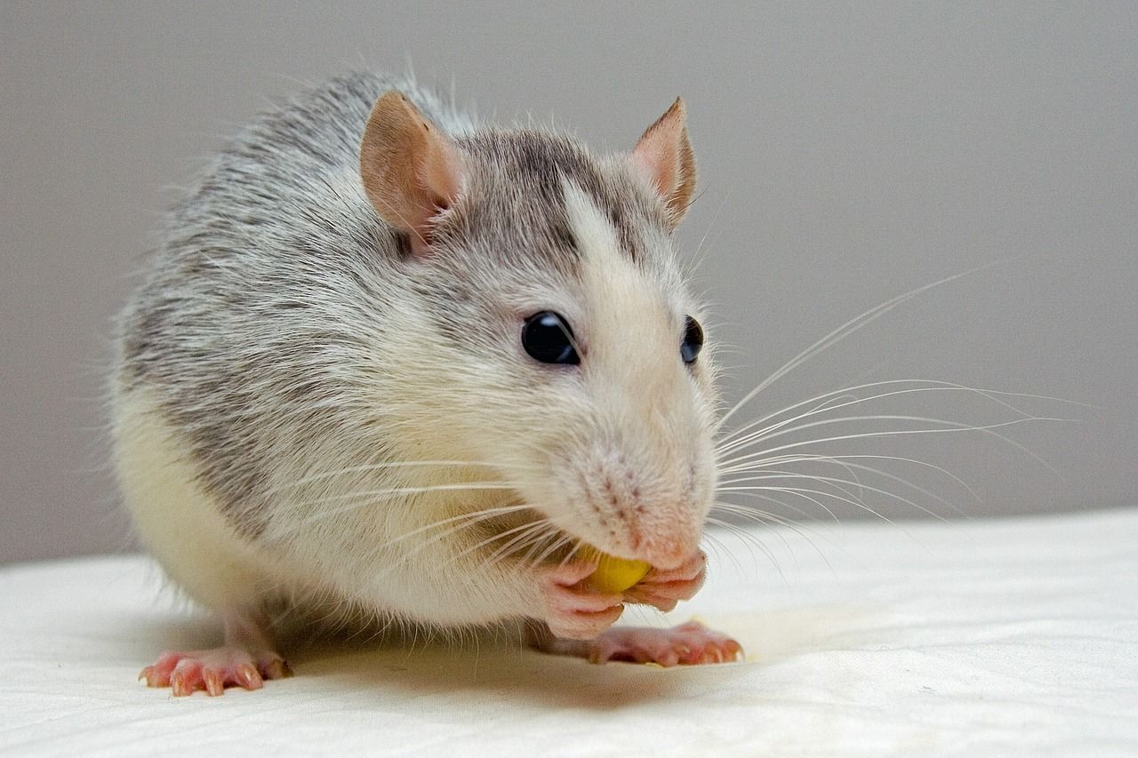 las-ratas-aprenden-a-conducir-con-tal-de-conseguir-comida