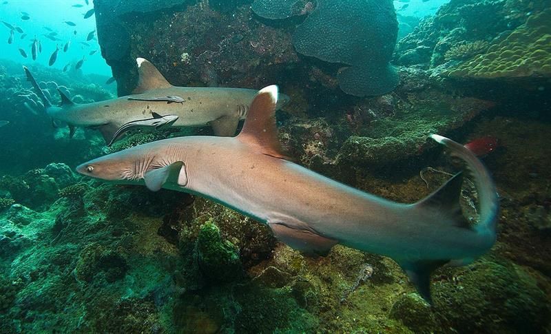 mexico-rastrea-tiburones-via-acustica-y-satelital-para-conservar-ecosistemas