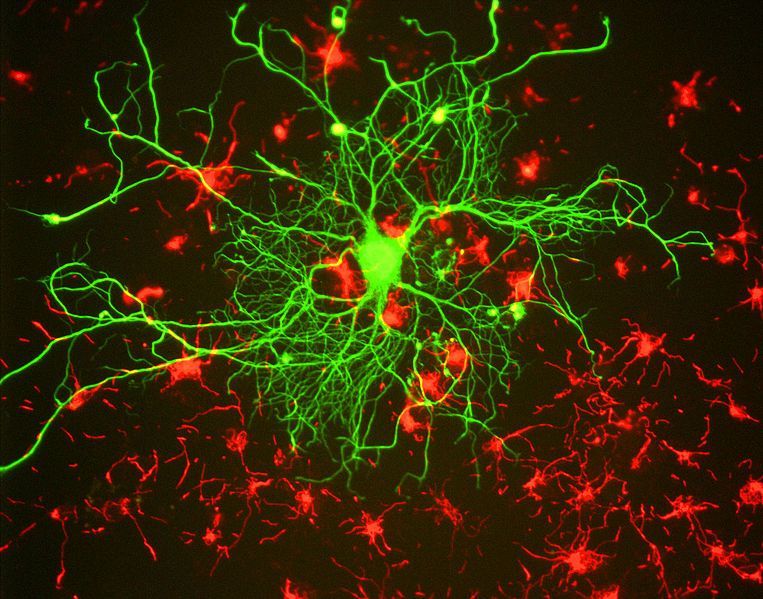 neurona-cortical-autor-gerry-shaw