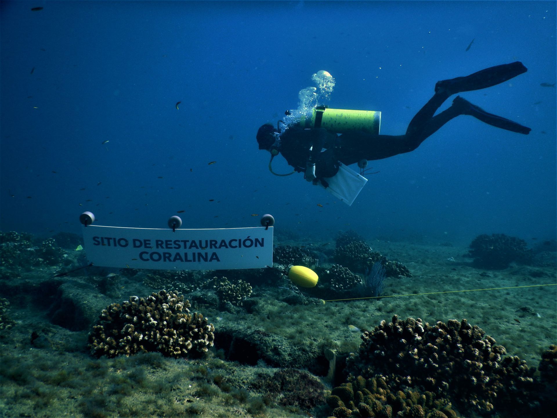 restauracio-n-arrecifes-de-coral-de-cabo-pulmo-1