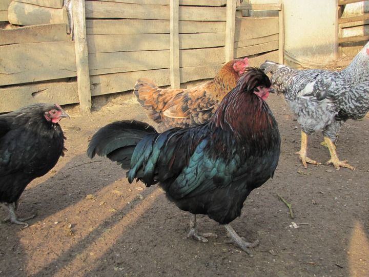 rusia-veta-importacion-de-aves-de-corral-y-huevos-de-cinco-estados-de-mexico