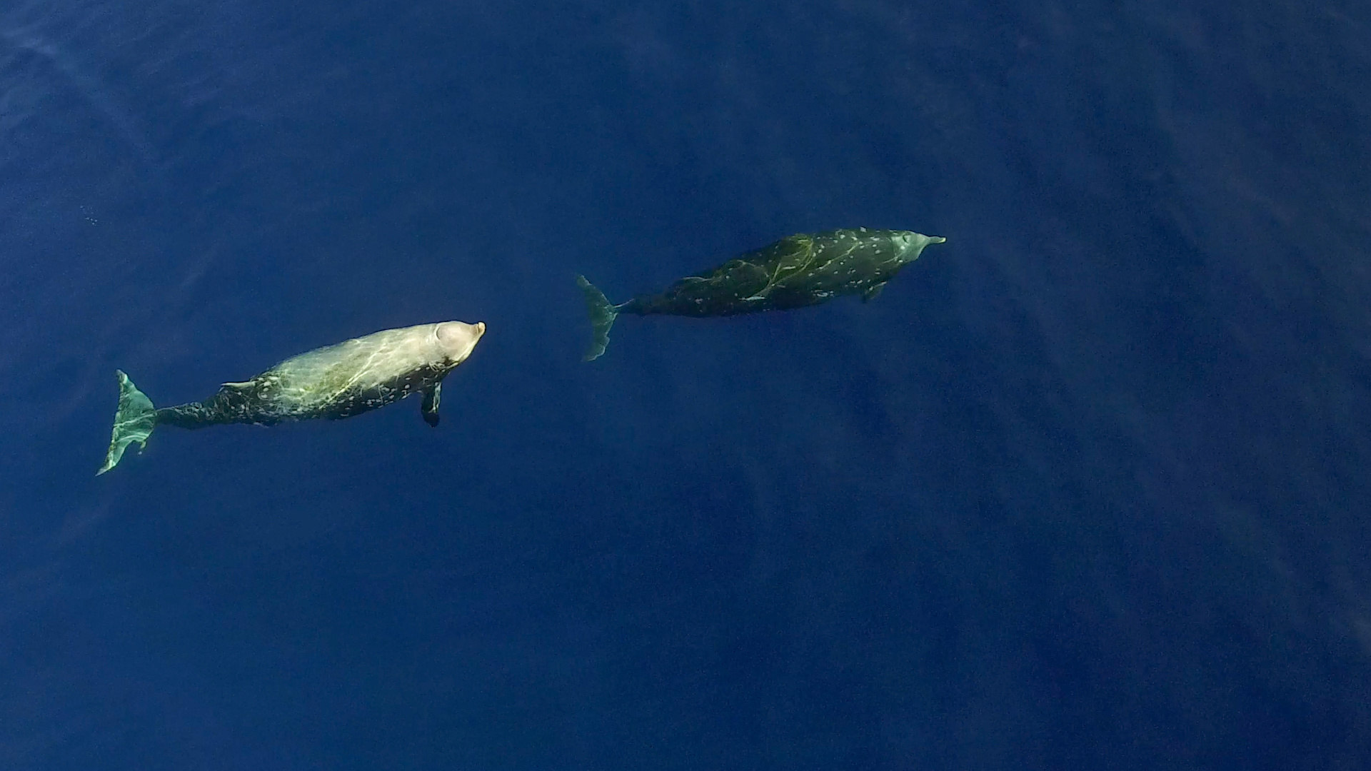 Fotografía cedida por la organización ambientalista Sea Shepherd, que muestra ejemplares de zifio de Cuvier en la Isla de Guadalupe. 