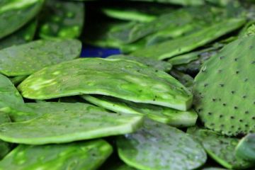 Descubren utilidad de la baba del nopal para elaborar cosméticos