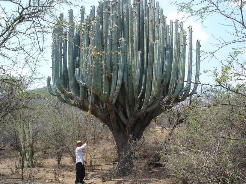 el cactus mas grande del mundo