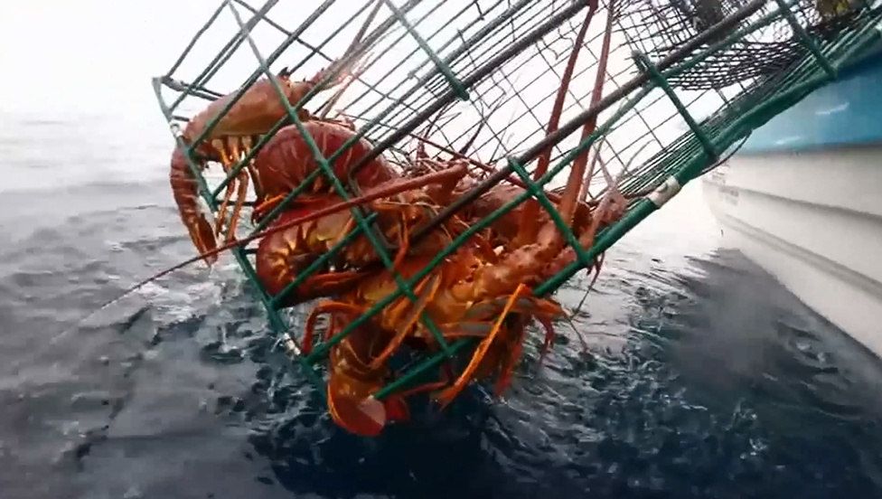 pesca de langosta en Baja California sur