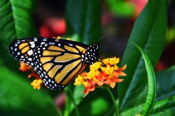 Baja un 53 % la ocupación de la mariposa monarca en los bosques mexicanos