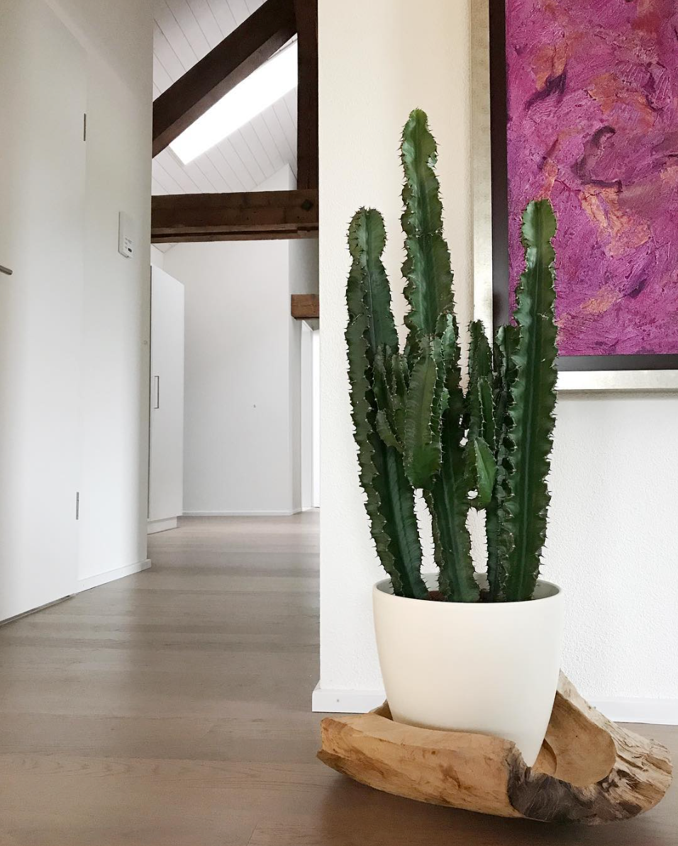 diseño de interiores cactus