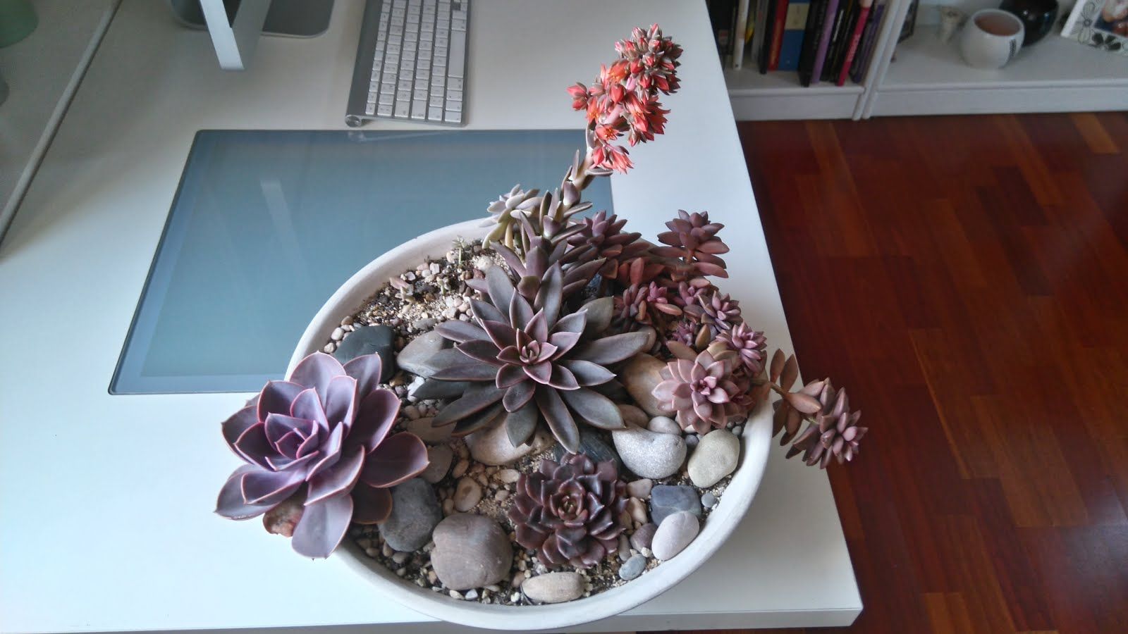 la echeveria