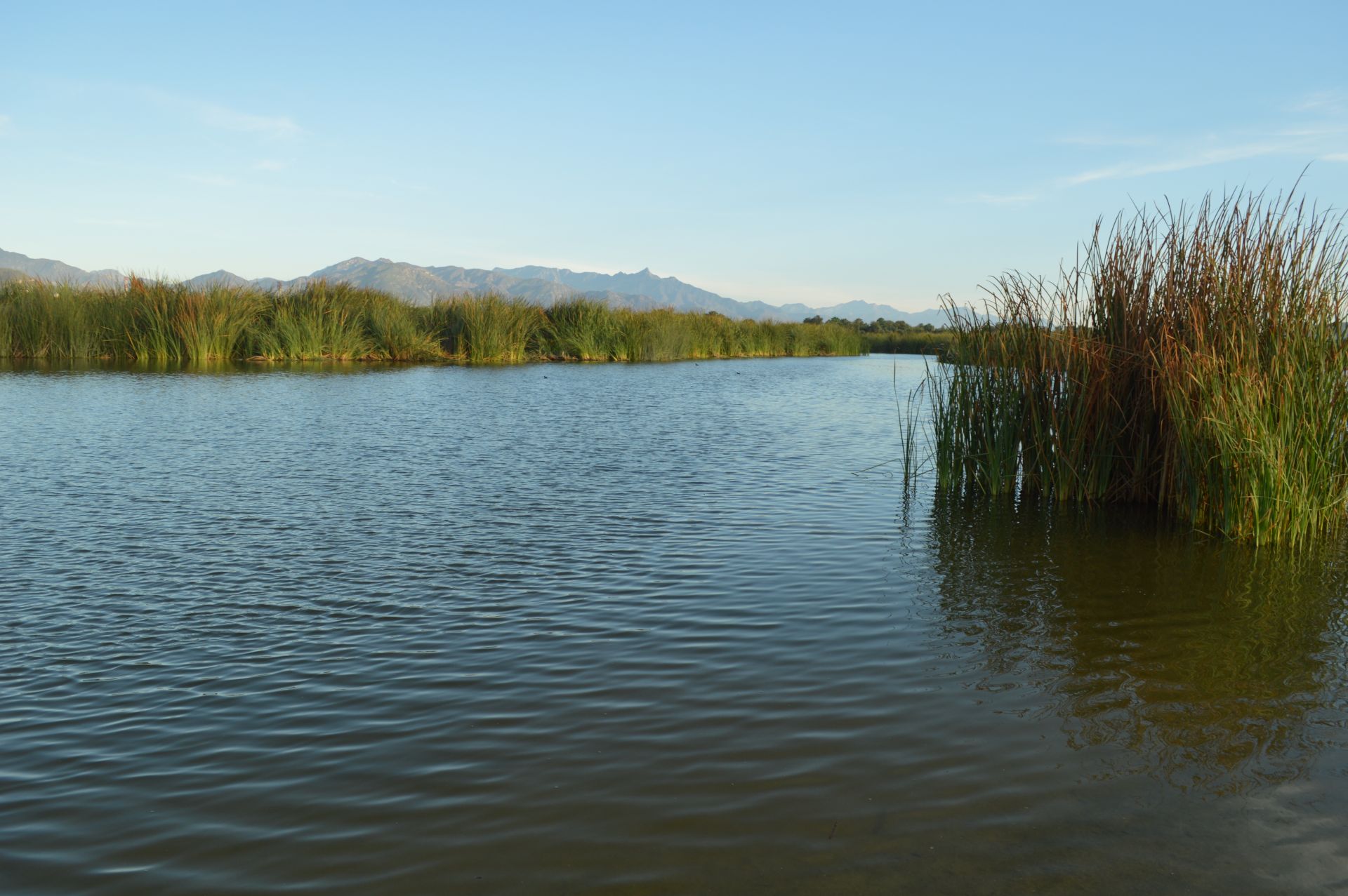 estero de san jose del cabo