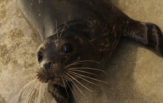 foca de puerto