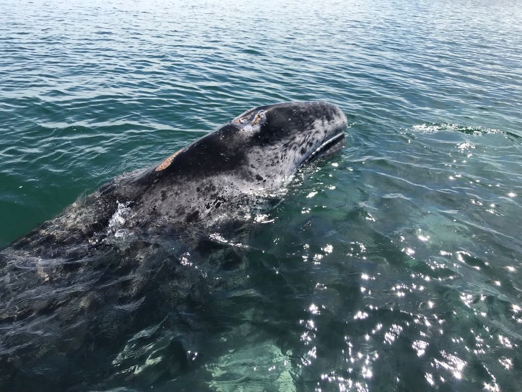 Fotografía del 12 de febrero de 2018, que muestra a una ballena gris en las costas de la Paz, en Baja California Sur (México).