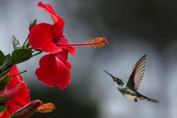 Jardines para colibríes pretenden polinizar a Ciudad de México