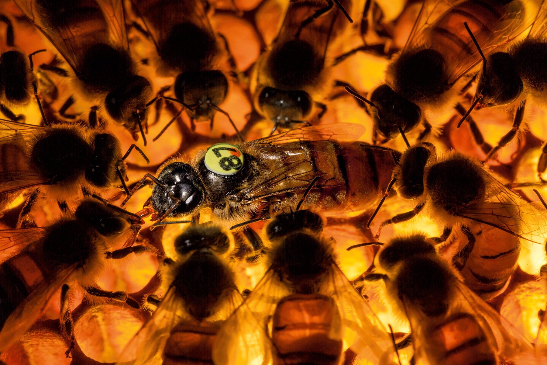 Rodeada de abejas nodrizas, una reina en una colmena experimental resistente a los ácaros extiende la lengua para recibir alimento.