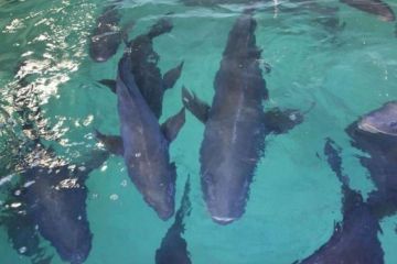 Liberan 40.000 crías de totoaba en el Mar de Cortés