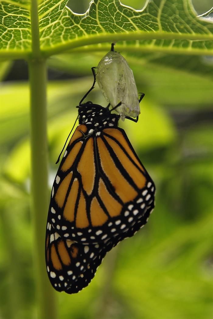 mariposa monarca en el mariposario del Zoológico de Chapultepec, en Ciudad de México.