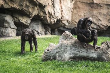 Los chimpancés, amenazados también por trastornos mentales graves