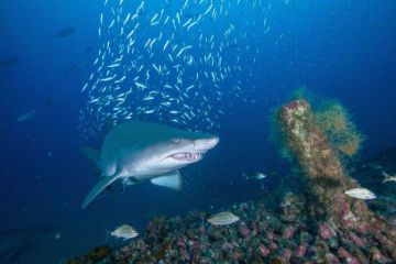 Los tiburones tigre comen pájaros terrestres